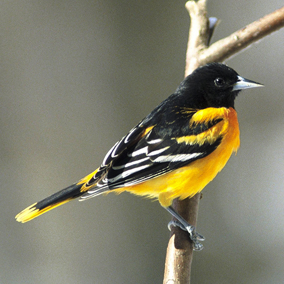 Oriole – this photo shows a black and yellow-orange bird perched on a branch