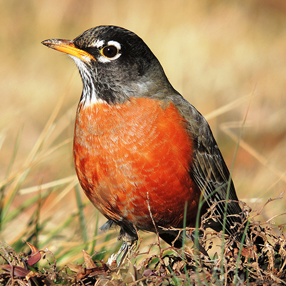 Robin – this photo shows a brown feathered bird, with a red breast, on the ground