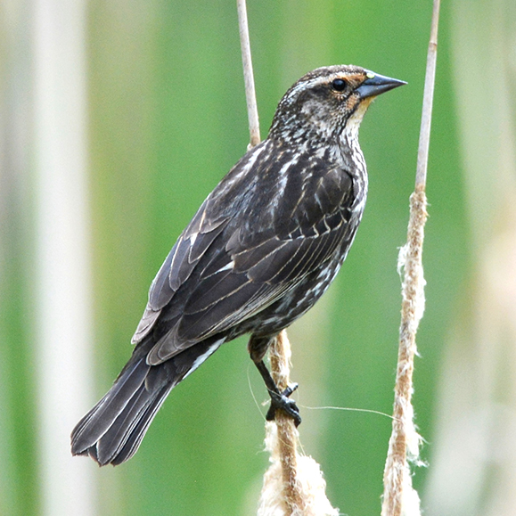 Carouge à épaulettes (femelle) – Cette photo illustre un oiseau brun avec des rayures beiges perché sur un bâton