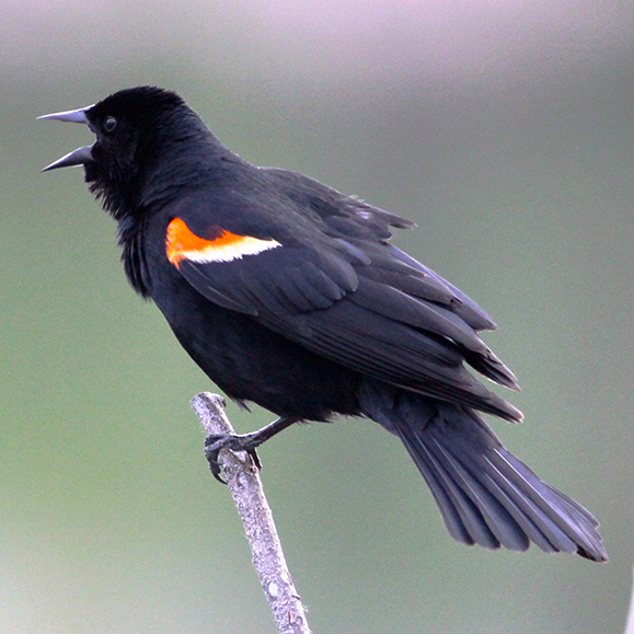 Red-winged black bird (male) – this photo shows a black bird, with a band of white and red on its feathers, perched on a stick