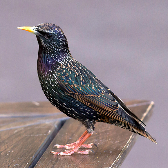 Starling – this photo shows black feathered bird, with bits of dark blue and brown in its feathers, standing on the edge of a table
