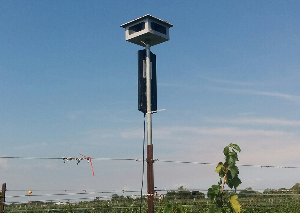 A bird scarer that is a speaker box on top of a pole out in a vineyard