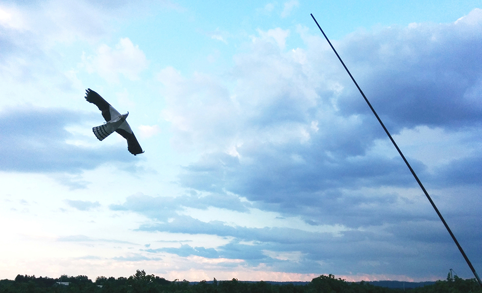 A kite in the shape of a bird of prey (hawk) flying in the evening sky