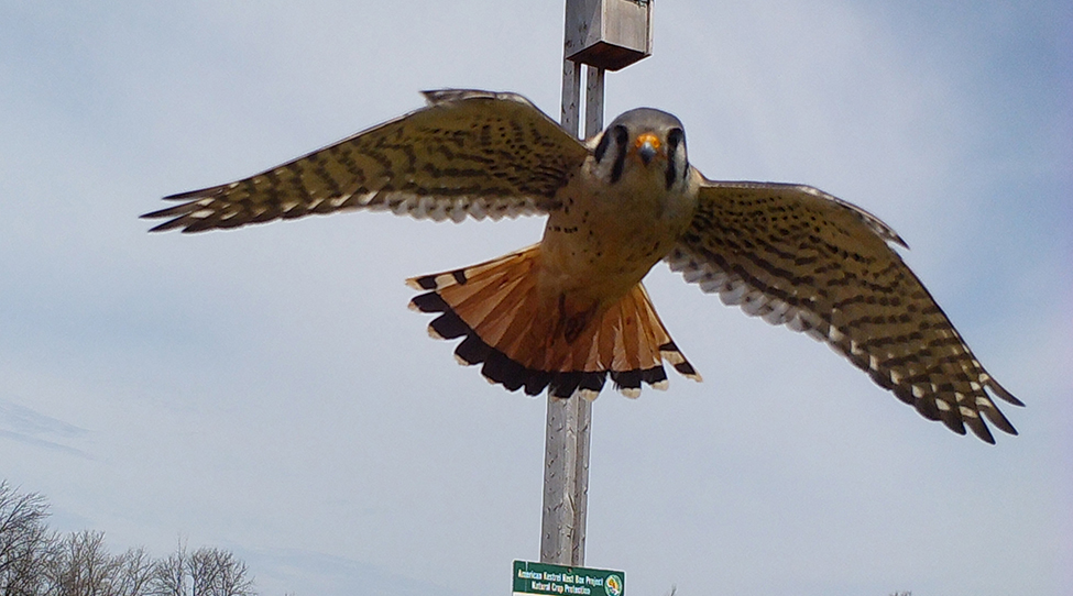 A bird of prey flying in front of its nest box that is mounted on a pole