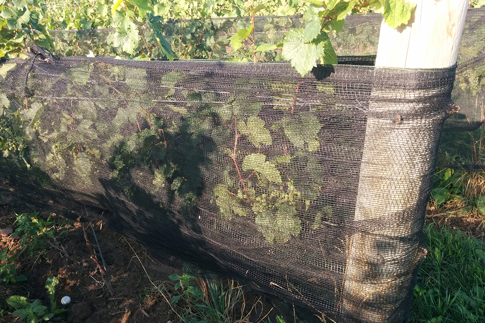 Netting wrapped around grapevines