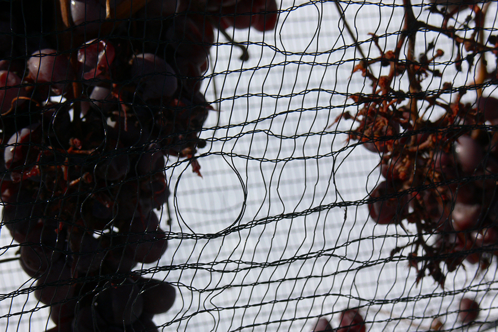 Netting with holes caused by birds and damaged grapes underneath the netting