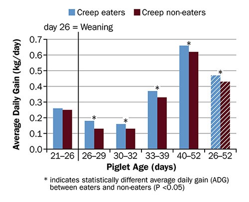 Pre- and post-weaning average daily gains of piglets that consumed or did not consume (but were offered) creep feed in the farrowing room.