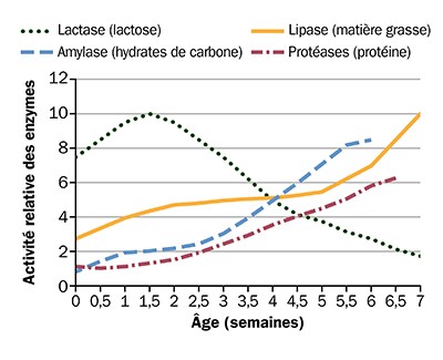 Schéma de l'activité des enzymes digestives chez les jeunes porcs.