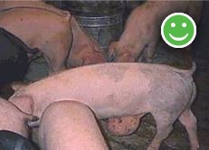 standing pig with a hernia