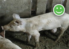 a mature pig, standing, with a small hernia