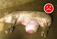 a mature pig with a large hernia, lying on cement