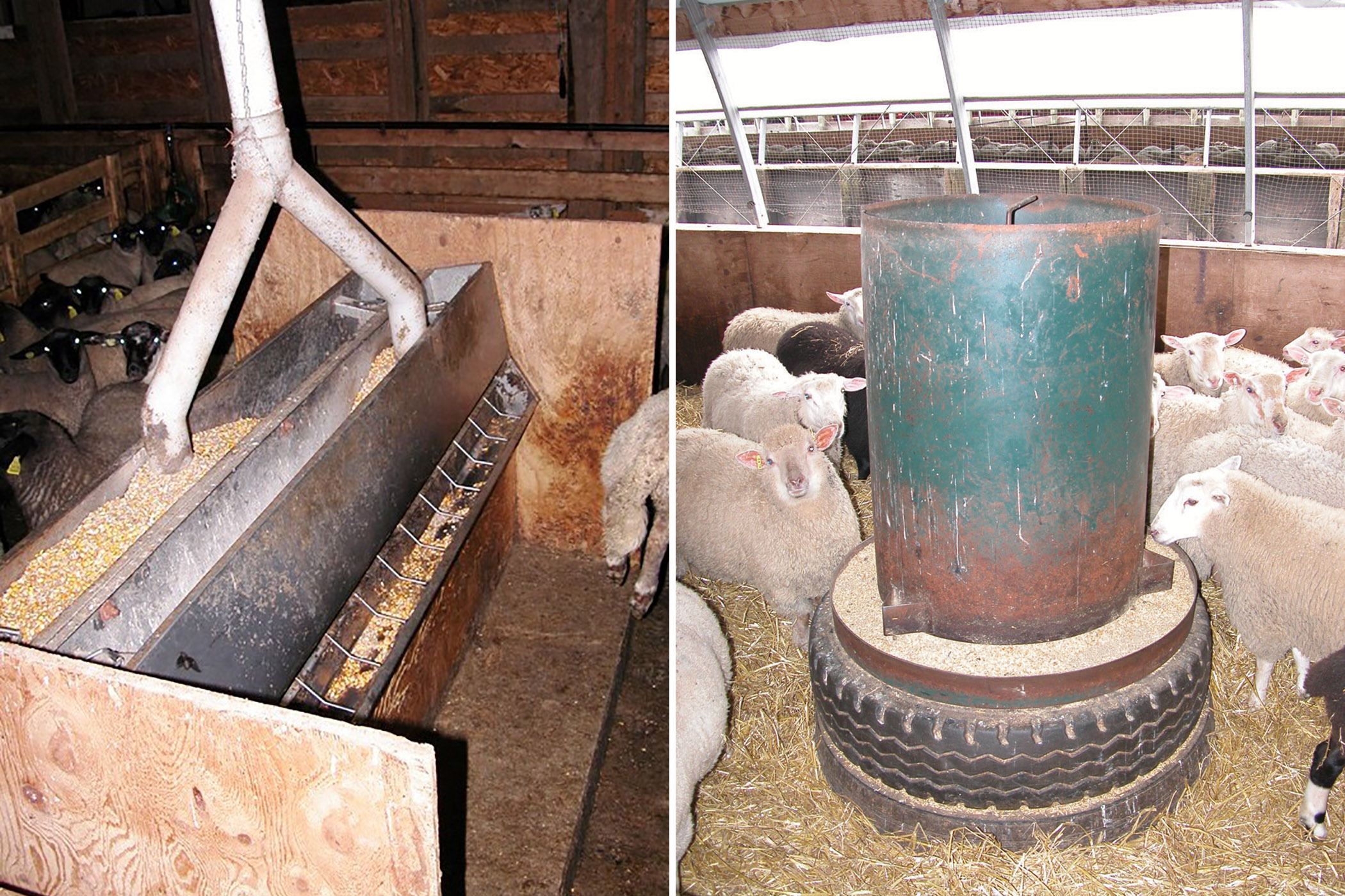 Photo of an interior of a sheep barn showing two rows of pens with overhead feed pipes connected to pipes that descend to each pen. Photo of a round hog feeder raised on a tire surrounded by sheep.