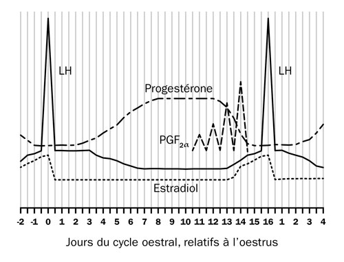 Graphique illustrant jours du cycle oestral, relatifs à l’oestrus.