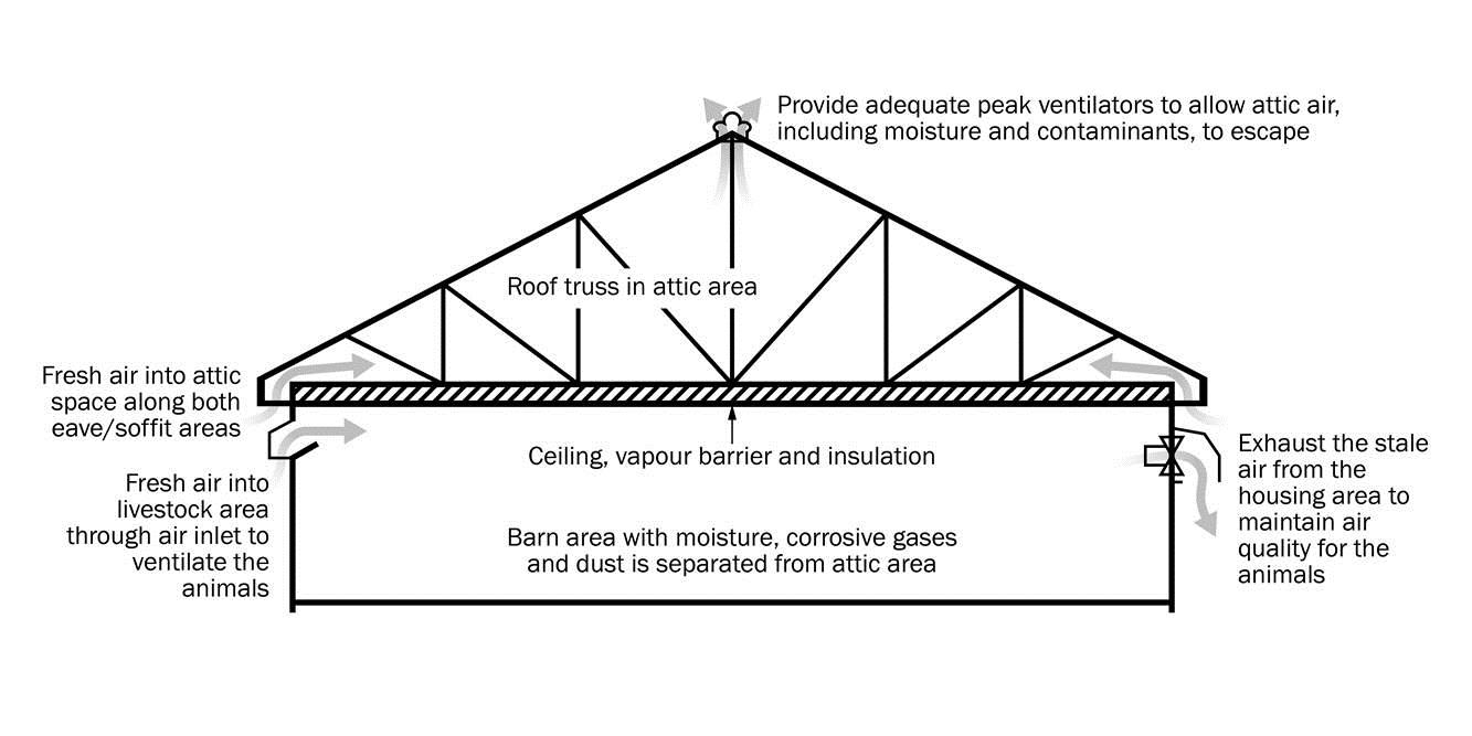 A cross section of a barn that has an insulated ceiling, separating the trusses from the indoor environment. The attic area is ventilated separately from the livestock area.