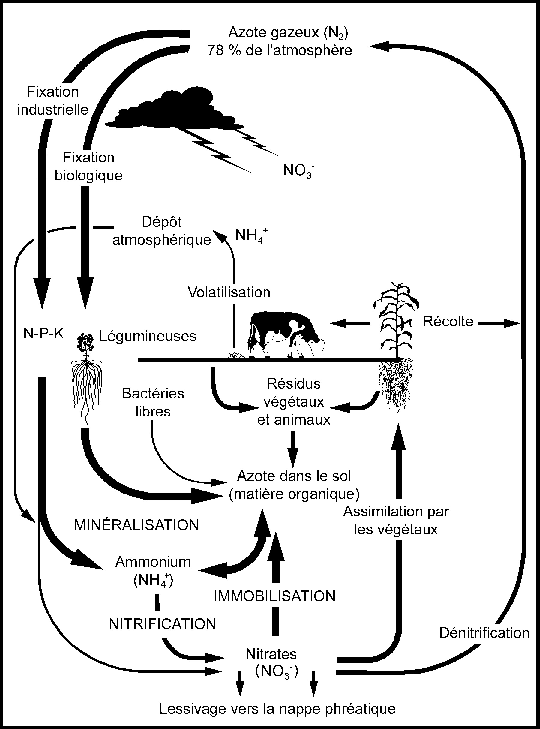 une illustration des différentes formes que prend l’azote et des trajets qu’il emprunte au cours du cycle auquel il est soumis dans un système de production agricole