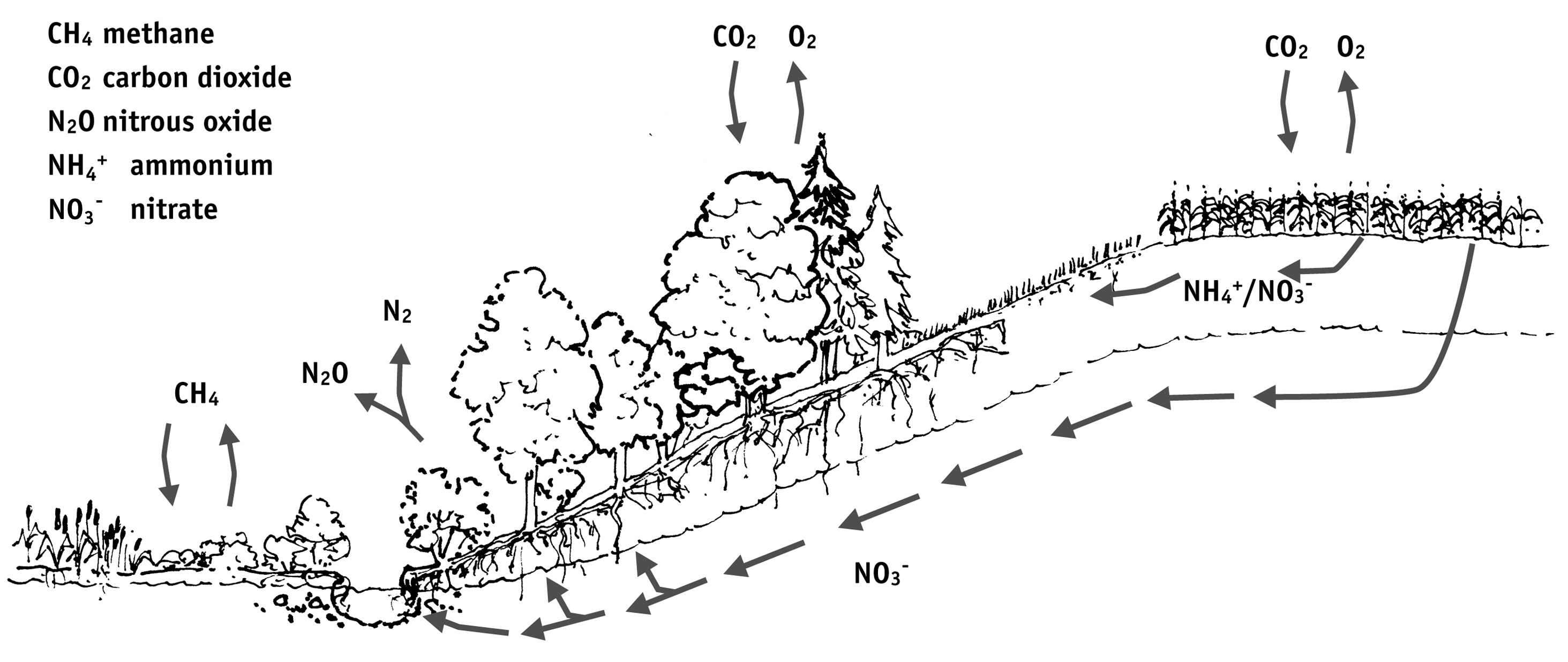 side view illustration that shows how buffer strips reduce nutrient movement by both consuming excess nutrients before they flow into surface water and enhancing groundwater denitrification