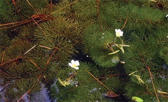 Fanwort flower and floating and submerged leaves
