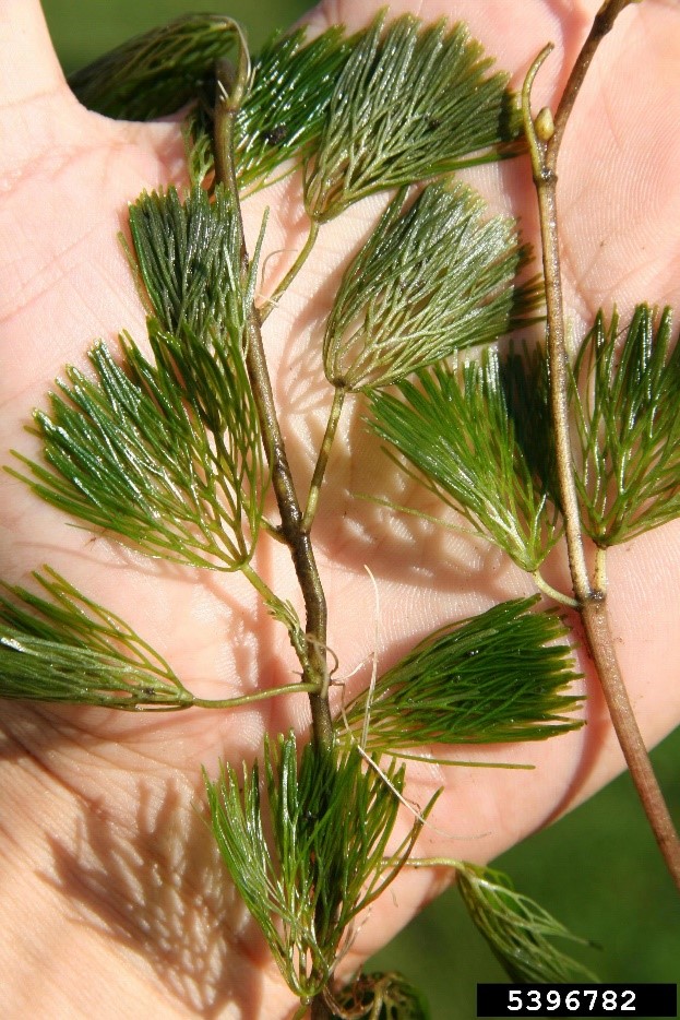 Fanwort stem and leaves being held in a hand.