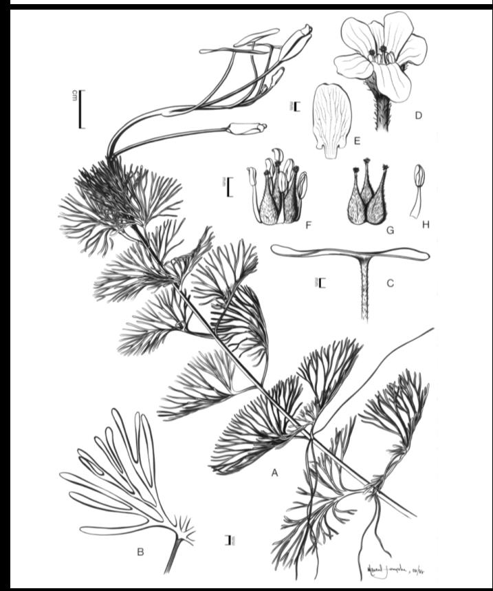 Detail of submersed leaf segments; C. Lateral view of floating leaf; D. Flower; E. Petal; F. Sexual parts of the flower