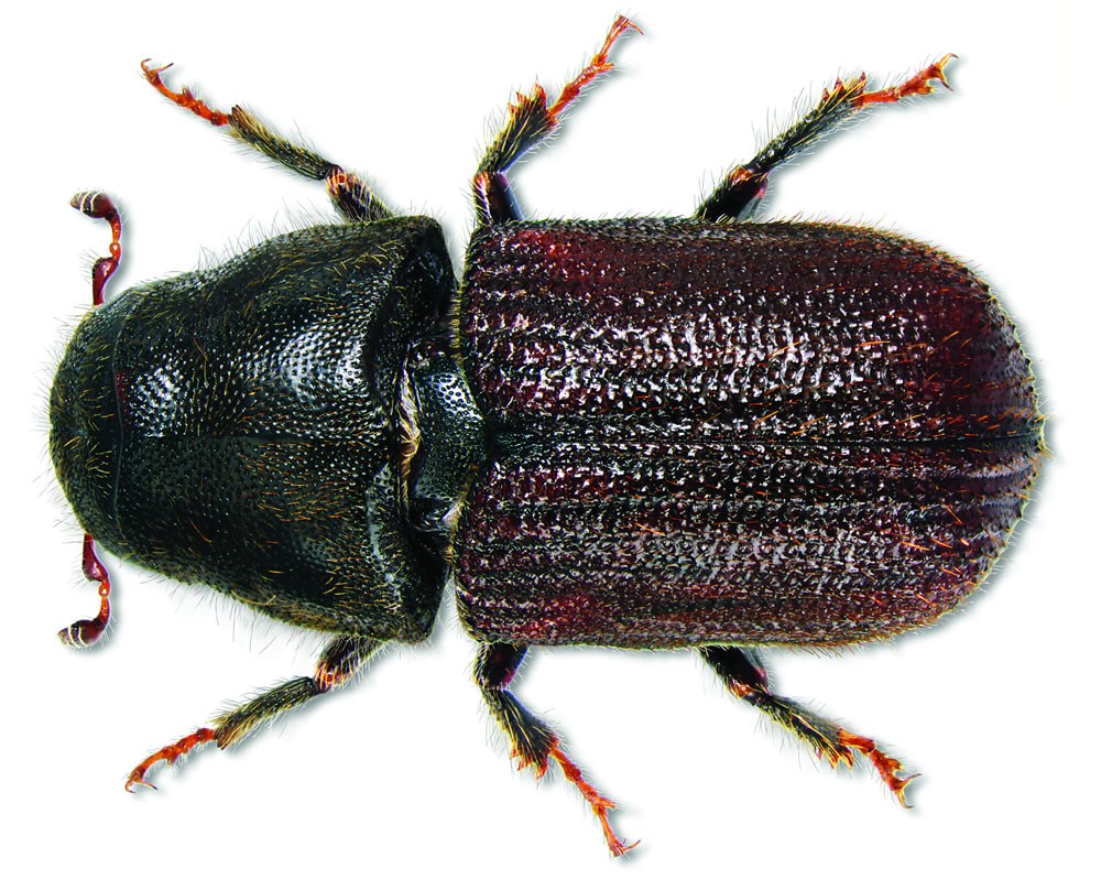 Closeup photo of a Mountain pine beetle 