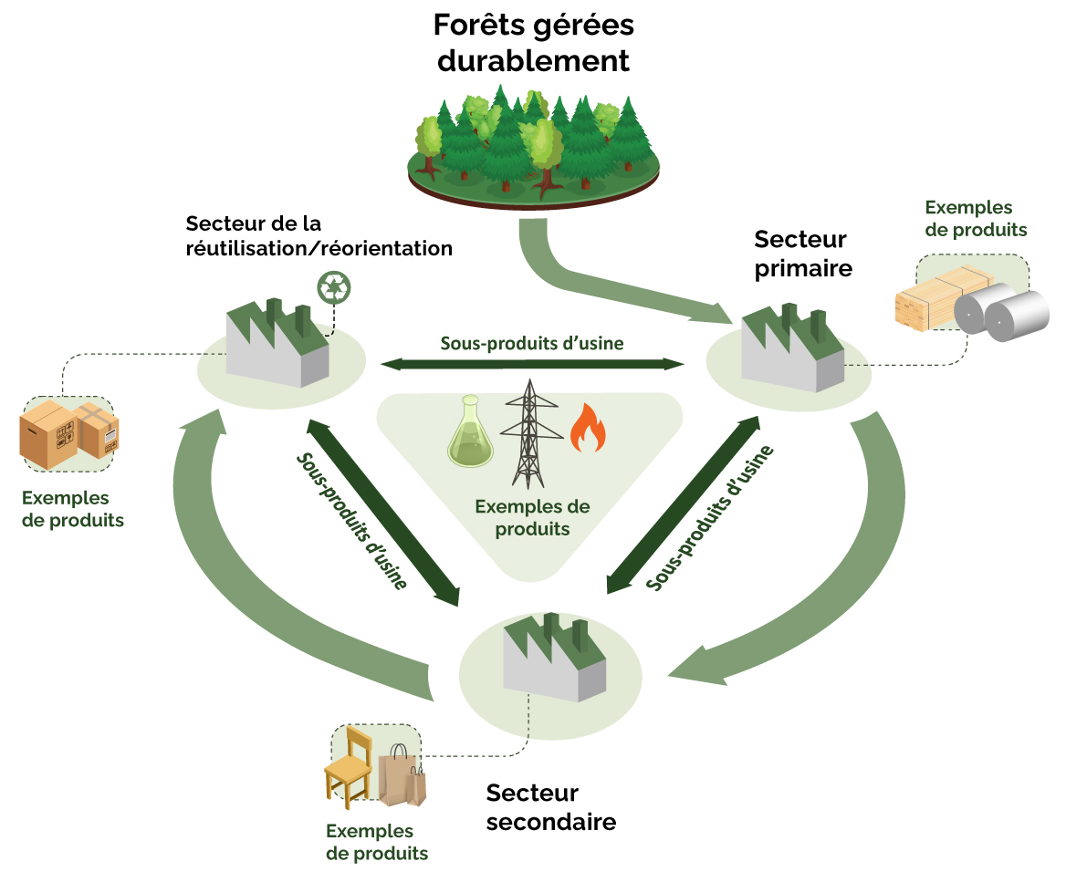 Diagramme illustrant la nature circulaire du secteur forestier et mettant en évidence l’intégration et l’interconnectivité de la biomasse forestière.