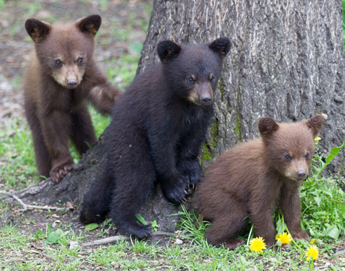 Photo d’un ours noir et de son jeune ourson dans un pré. 