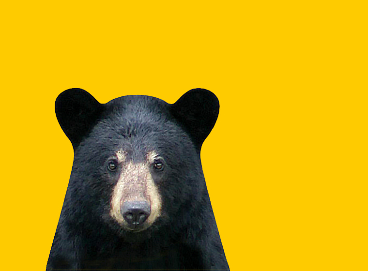 How to survive a bear encounter (and what to do if it all goes wrong), Wildlife