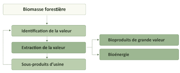 Cet organigramme montre l’extraction de produits à partir de la biomasse forestière. L’identification de la valeur se fait en premier, puis est suivie de l’extraction de la valeur vers des produits de grande valeur ou de la bioénergie. Ensuite, l’identification de la valeur pour les sous-produits d’usine suit le même processus.