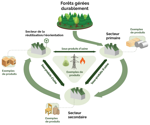 Diagramme illustrant la nature circulaire du secteur forestier et mettant en évidence l’intégration et l’interconnectivité de la biomasse forestière.