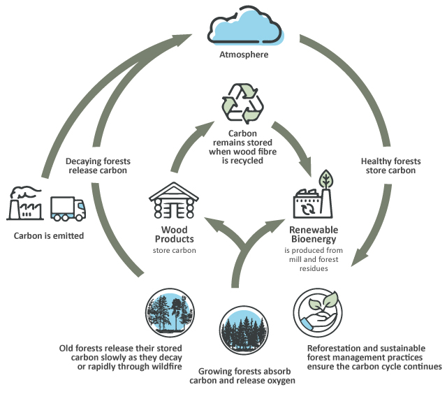 Sustainable forest management and carbon storage using an Ontario boreal forest example with wildfire suppression