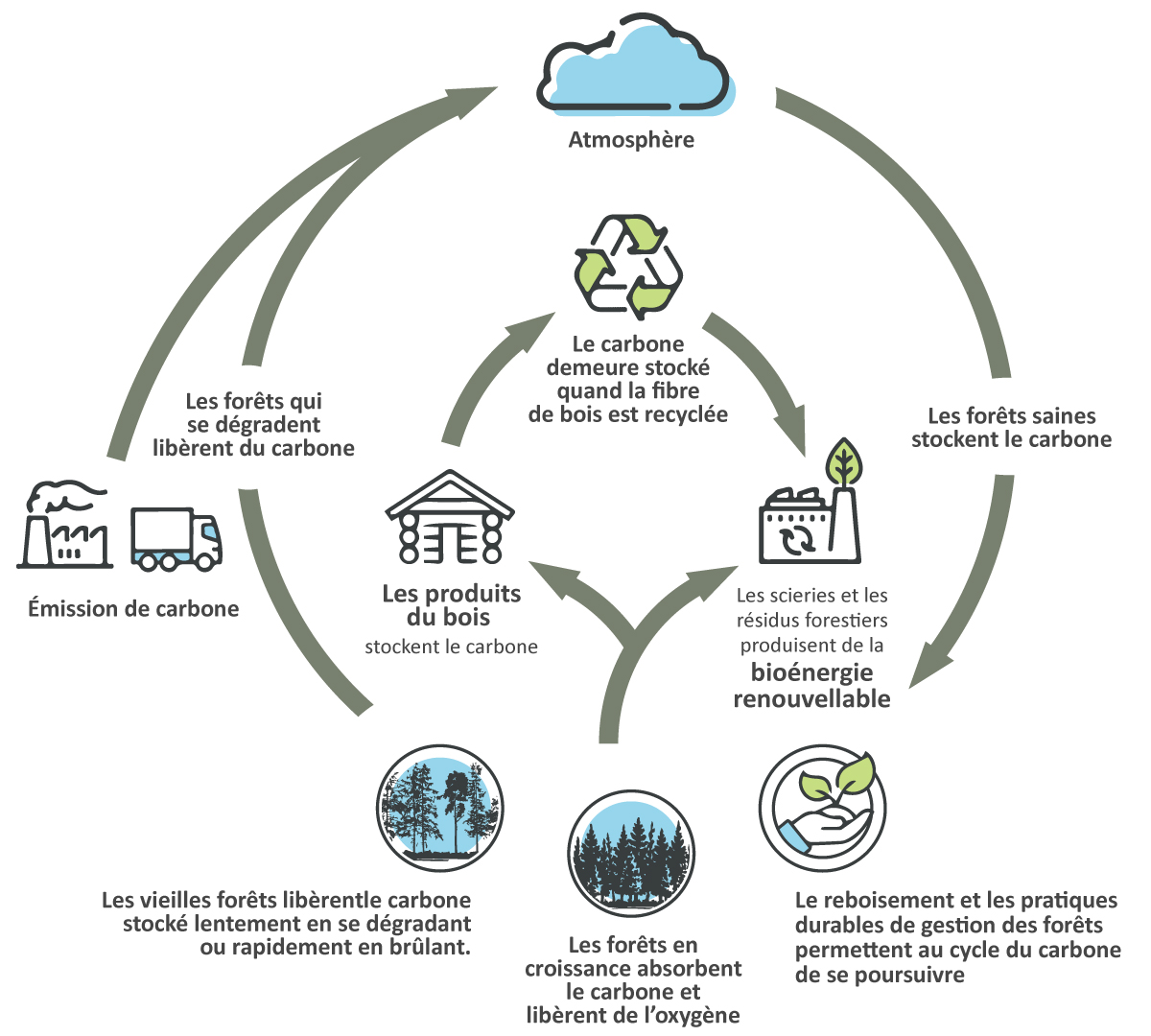 Gestion durable des forêts et stockage du carbone à l’aide d’un exemple de forêt boréale de l’Ontario avec suppression des incendies de forêt