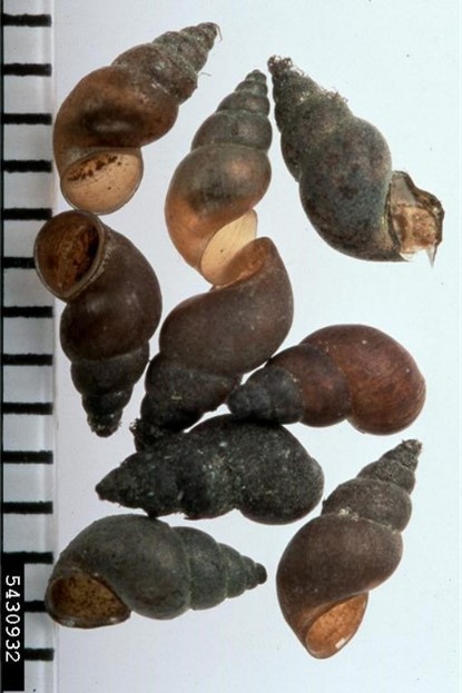 Photo of New Zealand mud snails next to a ruler