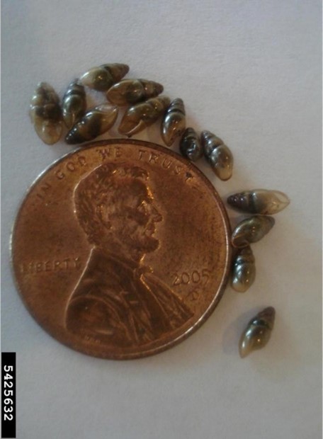 Photo of New Zealand mud snails next to an American penny