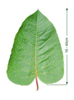 Feuille de renouée de Sakhaline avec des flèches indiquant une longueur de 15 à 40 cm