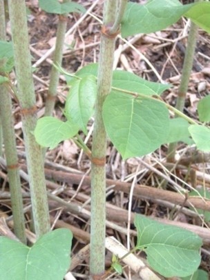 Base de renouée du Japon montrant les feuilles et la tige.