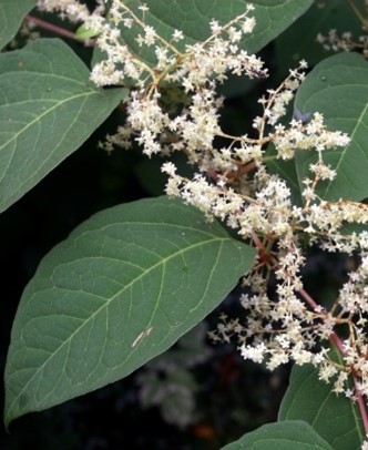 Feuilles et fleurs de renouée de Sakhaline.