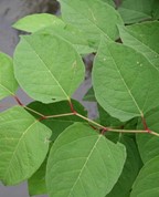 Bohemian knotweed (Reynoutria bohemica). Photo: Robert Vidéki, Doronicum Kft., Bugwood.org licensed under a Creative Commons Attribution-Noncommercial 3.0 License.