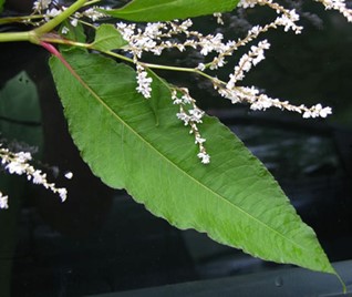 Feuille et fleurs de renouée à épis nombreux.