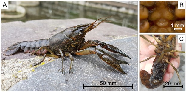UPDATE TO FR:Pictures showing a general view of a specimen of marbled crayfish collected in the semi-natural ponds in Băile Felix, Oradea, Romania (A), a close up of the Annulus ventralis (B), and carried stage two juveniles (C). Photo by A. Togor (A, C), L. Pârvulescu (B). 