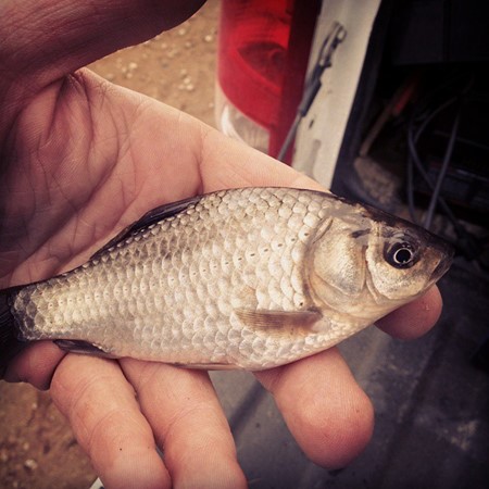 Prussian carp held in the palm of a man's hand