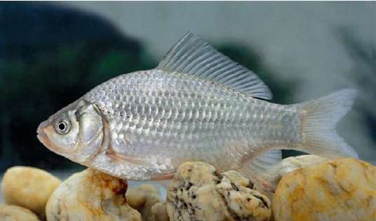 Prussian carp in water above rocks