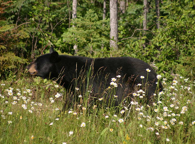 Black bear