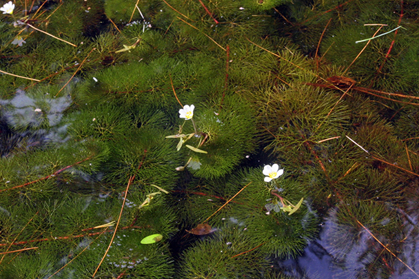 Closeup photo of carolina fanwort