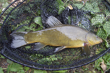 A photograph of a Tench