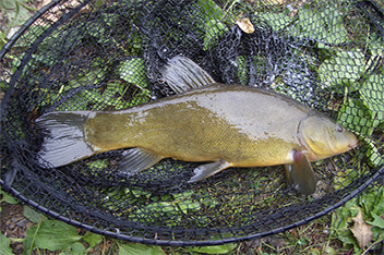 Ceci est une photo d'un poisson de tanche dans un filet.