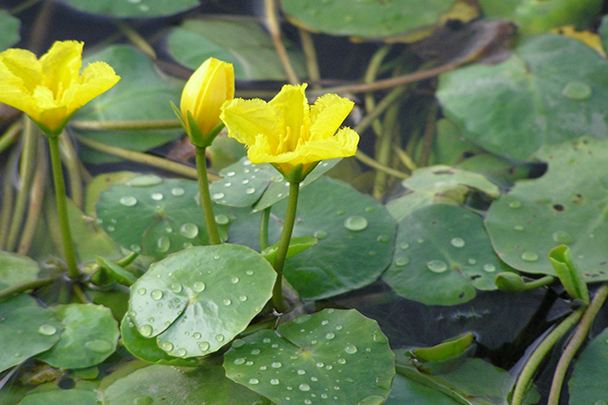 Yellow floating heart flower. © Greg Bales