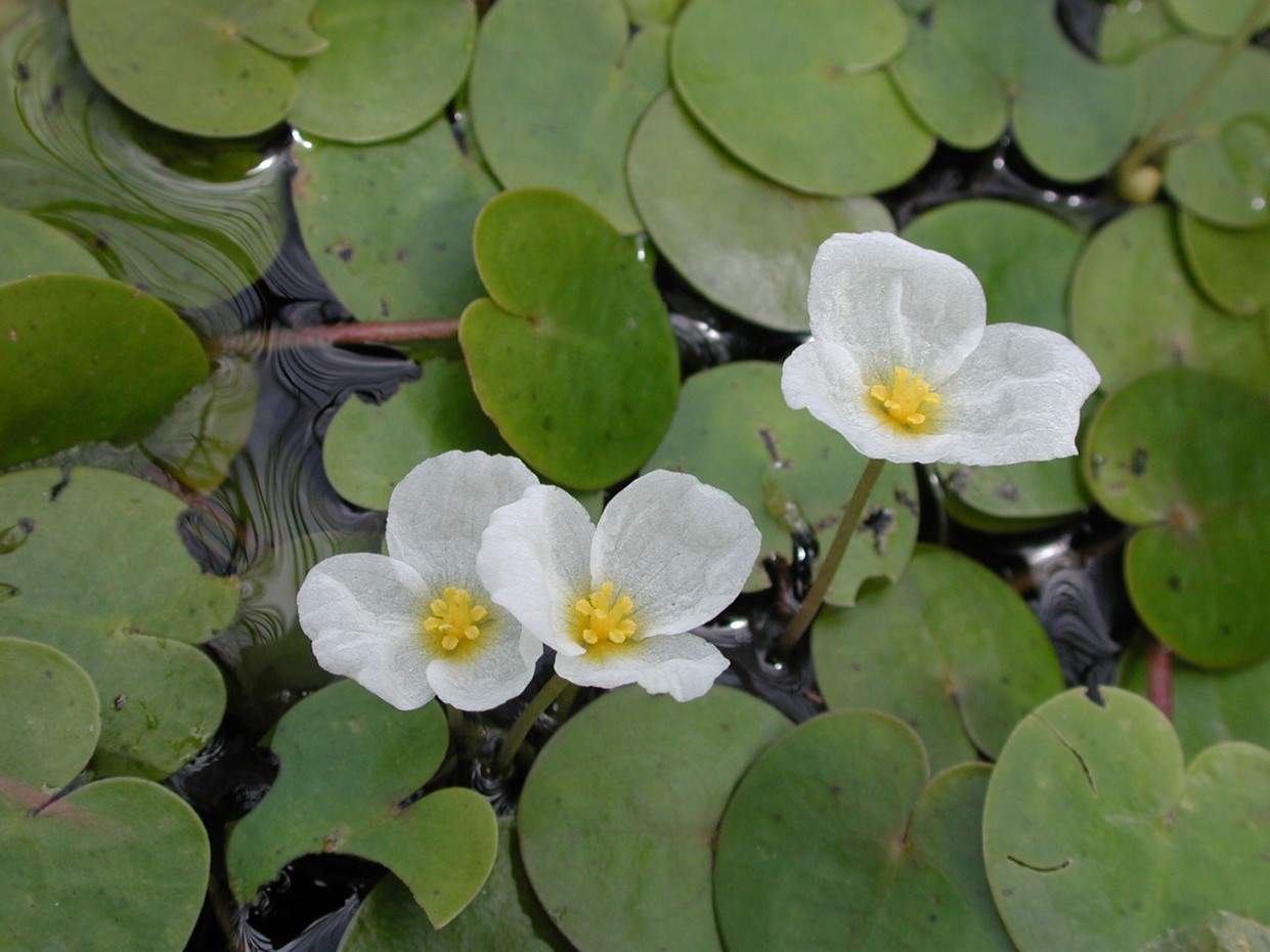 This is an image of emergent flowers from the European Frog-bit.