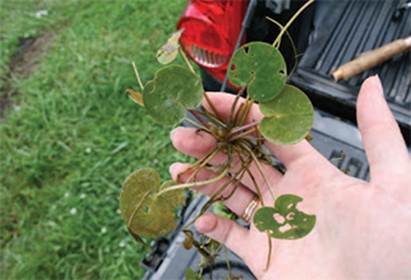 Une photo de feuilles rondes ou en forme de coeur qui forment une rosette.