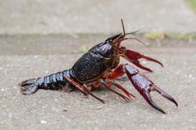 A red swamp crayfish on concrete