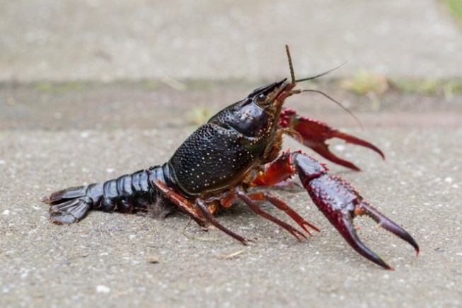 Écrevisse rouge des marais sur ciment